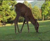 Nine deer at a famed park in western Japan have died recently after eating plastic bags.