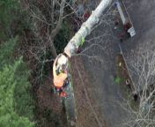 Jordan&#39;s attempt to remove a large pine tree nearly ended in disaster. &#60;br/&#62;&#60;br/&#62;After scaling more than half the tree, Jordan cuts off its upper part, only to discover that the remaining portion, to which he is clinging, is absurdly off-balance!&#60;br/&#62;&#60;br/&#62;&#92;