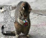 When cats possess intelligence that always funny thing