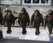 Check out these chimps doing the river dance! I&#39;ve never wet myself laughing so much. &#60;br/&#62;monkeys dancing Irish dance