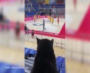 Watch: Serbian cat loves the Euroleague! from marsupilami serbian