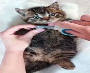 Trimming my cat&#39;s nails never goes this smoothly! Let&#39;s just say I learned my lesson about the quick the hard way.Anyone else have funny (or not-so-funny) nail trimming experiences?&#60;br/&#62;&#60;br/&#62;#cat #cats #catsofinstagram #funnycats #fail #petcare