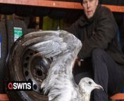 An animal-loving car mechanic has become best pals with a pet seagull after nursing the injured fowl back to health.&#60;br/&#62;&#60;br/&#62;Bruce Garden, 54, saved the seabird when he found her with a badly damaged wing on the industrial estate where he mends vehicles.&#60;br/&#62;&#60;br/&#62;The feathered friend, who he named ‘Hopeful’, has since taken up residence in his garage - and now has a varied diet of muscles, baby bells cheese and mints.&#60;br/&#62;&#60;br/&#62;And she has even become a hit with customers, who love seeing her strutting around the workshop while they get their cars fixed.&#60;br/&#62;&#60;br/&#62;Bruce said: “She came in and has been part of the furniture ever since.&#60;br/&#62;&#60;br/&#62;“She definitely has a personality. When I’m sitting in the chair in the workshop area of the garage, she will come over and sit on the jack close to me or peck my feet.&#60;br/&#62;&#60;br/&#62;&#92;