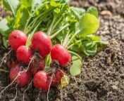 5 Easiest Vegetables , to Grow at Home.&#60;br/&#62;Starting a fruit and vegetable garden is easy &#60;br/&#62;for anyone with an outdoor area and &#60;br/&#62;a good amount of sunlight.&#60;br/&#62;Here are 5 veggies anyone &#60;br/&#62;can grow at home.&#60;br/&#62;1. Garlic, The trick is to use seed garlic, &#60;br/&#62;not the garlic bulbs found &#60;br/&#62;at the grocery store.&#60;br/&#62;2. Radishes, Start from seeds in spring &#60;br/&#62;or fall and thin the seedlings to &#60;br/&#62;allow the roots room to grow.&#60;br/&#62;3. Carrots, When the tops of the &#60;br/&#62;carrots pop up through the &#60;br/&#62;soil, they’re ready to harvest.&#60;br/&#62;4. Lettuce, With leaf lettuce, you don’t &#60;br/&#62;even need to wait for &#60;br/&#62;the plant to form a head.&#60;br/&#62;5. Peas, Plant seeds early in the &#60;br/&#62;spring and give them a &#60;br/&#62;small trellis for support