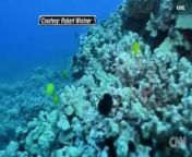 Rene Umberger was attacked by another diver while documenting damage to Hawaii&#39;s coral reef.