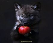 Prompt Midjourney : wolf pup holding a shiny red apple --v 6.0