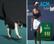 A runaway cat interrupted gameplay at the Miami International. Tennis great Venus Williams and opponent Diana Shnaider were ordered to pause mid-game as the cat ran across the court.