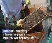 In Taiwan, recreational beekeeping is growing steadily in popularity, with people tending hive boxes in their yards or rooftop gardens. Bee populations are currently facing disaster - threatened by pesticides, mites and extreme temperatures due to climate change.
