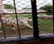 beautiful white tiger MAMA #viral #trending #foryou #reels #beautiful #love #funny #delicious #fun #love #yummy from mama vang video song