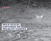 The local forestry bureau and a local villager in the Luming Township of Chongqing, #China captured images of a very, very rare #cat. Spotting one out of captivity is extremely unlikely. &#60;br/&#62;&#60;br/&#62;Ocelots are on the Appendix I endangered species list, according to the Convention on International Trade in Endangered Species treaty. &#60;br/&#62;&#60;br/&#62;#ocelots #ocelot #nature #bigcats #cats #animals #wildcats #animalphotos #wildlifephotography #naturephotography #wildlife