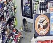 What happened when a koala walked into a gas station? Buzz60’s Maria Mercedes Galuppo has the story.