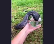 Have you ever seen a snake drink the water you give itDo! I saw a snake drinking the water you gave him؟ from hot sohag raat seen