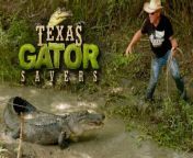 EarthX Website: https://earthxmedia.com/ &#60;br/&#62;&#60;br/&#62;It&#39;s a race against time in the hot Texas summer! Gary and Arlie are up against an acrobatic gator who has them wading through a ditch. Can they get the alligator to safety before it overheats?&#60;br/&#62;&#60;br/&#62;About Texas Gator Savers: &#60;br/&#62;From reptiles in swimming pools to gators stranded after hurricanes, Gary Saurage and his team rescue alligators from unusual places and prepare them for life in their new home - &#92;