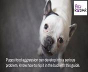 5 Ways To Stop Puppy Food Aggression.