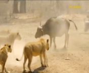 Cow vs lion from bunny lion new video 2015