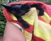 Zeba's cat rescue work from tuxedo cat kittens