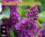 dark colours flowersflower for lifeimage collection&#60;br/&#62;&#60;br/&#62;#dark #flower #colours #life #healthy#meharzari13&#60;br/&#62;&#60;br/&#62;dark,&#60;br/&#62; flower,&#60;br/&#62;colours,&#60;br/&#62; life, &#60;br/&#62;healthy,&#60;br/&#62;meharzari13,&#60;br/&#62;&#60;br/&#62;Flowers have long been admired for their beauty and fragrance, and they hold a special place in the hearts of people all over the world. From vibrant roses to delicate lilies, there is a wide variety of flowers that captivate us with their stunning colors and shapes.&#60;br/&#62;&#60;br/&#62;One of the most iconic flowers is the rose, known for its romantic symbolism and timeless beauty. With its velvety petals and sweet scent, the rose is a favorite choice for bouquets and arrangements for special occasions such as weddings and anniversaries. Roses come in a range of colors, each with its own meaning - red roses symbolize love and passion, while yellow roses represent friendship and joy.&#60;br/&#62;&#60;br/&#62;Another popular flower is the lily, which is known for its elegant and graceful appearance. Lilies come in a variety of colors, including white, pink, and orange, and are often used in floral arrangements to add a touch of sophistication and beauty. The trumpet-shaped blooms of lilies are not only visually appealing but also emit a sweet fragrance that fills the air.&#60;br/&#62;&#60;br/&#62;Other beautiful flowers include the vibrant sunflower, with its large and cheerful blooms that symbolize happiness and positivity. The delicate orchid is another stunning flower, known for its exotic beauty and wide range of colors and patterns. Orchids are often associated with luxury and elegance, making them a popular choice for upscale events and decorations.&#60;br/&#62;&#60;br/&#62;No matter the type of flower, each one has its own unique charm and beauty that can brighten up any space and bring a sense of joy and tranquility. Whether you prefer the classic elegance of roses or the exotic allure of orchids, there is a flower out there for everyone to appreciate and enjoy. So next time you come across a beautiful flower, take a moment to stop and admire its beauty - you may just find yourself feeling a little more uplifted and inspired.&#60;br/&#62;&#60;br/&#62;@meharzari13&#60;br/&#62;meharzar13,&#60;br/&#62;#meharzar13