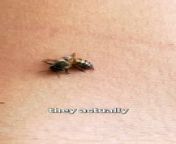 Why Bees Die After They Sting You(ouch) from sakib khan new sting