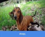 Information About Alpine Dachsbrackes &#124; Facts About Alpine Dachsbrackes&#60;br/&#62;&#60;br/&#62;Hello friends welcome to my channel at tv info.&#60;br/&#62;&#60;br/&#62;In this video, we delve into the fascinating world of Alpine Dachsbrackes, a unique breed of hunting dog. Learn about their origins, characteristics, and temperament in this informative guide. Follow to our channel for the latest videos on Alpine Dachsbrackes and other intriguing animal facts! &#60;br/&#62;&#60;br/&#62;Info Flag Tv - YouTube Channel&#60;br/&#62;bit.ly/48BFzk3&#60;br/&#62;at tv info - YouTube Shorts&#60;br/&#62;bit.ly/4auFQ9L&#60;br/&#62;&#60;br/&#62;Instagram&#60;br/&#62;https://bit.ly/47ea0eP&#60;br/&#62;Facebook&#60;br/&#62;https://bit.ly/3RsGn3e&#60;br/&#62;&#60;br/&#62;#attvinfo #animals #dog
