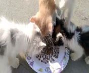 Rescue Stray Kitten Eating Food With His Adopted Siblings He Is Kind With Them And Energetic