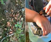 Cicadas begin emerging in parts of South Carolina from hyundai parts catalog online