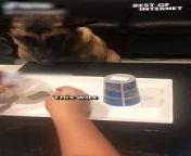 Get ready for a side-splitting laugh attack in this viral video showcasing a couple&#39;s hilarious prank on their beloved German Shepherd! Witness the unexpected reaction of this four-year-old furball as his humans pull a fast one on him.This must-see clip is guaranteed to tickle your funny bone and leave you in tears.&#60;br/&#62;&#60;br/&#62;Video ID: WGA059481&#60;br/&#62;&#60;br/&#62;#funnydogprank #germanshepherdvideo #viralvideo #mustsee #trynottolaugh #incrediblereaction #dogtricks #dogfails #funnypetvideos #pranked #cantstoplaughing #hilariousdogs #dogsofinstagram #fureverfriend #positivevibes #cantcontainmyawws #cantwaittomeetyou #purejoy #makingmemories #loveyoutothemoonandback #ilovemydog #germanshepherdlovers #doglife #Hilarious &#60;br/&#62;
