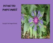 Picture This: Purple images! from www sunny picture com