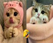 Funny &amp; Cute Cat Videos Complication of 2024