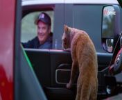 When firefighters arrived at the scene of a car accident in Colorado, they were surprised to see a stray ginger cat emerge to lend a paw.