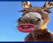 Donkey braying loudly.&#60;br/&#62;Donkey munching on carrots.&#60;br/&#62;Donkey rolling in the mud.&#60;br/&#62;Donkey carrying heavy load.&#60;br/&#62;Donkey wagging its tail.