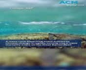 Mass coral bleaching is killing sections of the Great Barrier Reef. Courtesy: AAP/Justin Marshall via the Climate Centre, Undertow Media and Divers for Climate