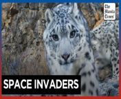 Mongolia&#39;s wildlife at risk from overgrazing&#60;br/&#62;&#60;br/&#62;The icy peaks of Jargalant Mountain are supposed to belong to snow leopards, whose numbers have dwindled to fewer than 1,000 in Mongolia, but hard-pressed herders are increasingly pushing into the vulnerable animals&#39; traditional habitat.&#60;br/&#62;&#60;br/&#62;Video by AFP&#60;br/&#62;&#60;br/&#62;Subscribe to The Manila Times Channel - https://tmt.ph/YTSubscribe &#60;br/&#62;&#60;br/&#62;Visit our website at https://www.manilatimes.net &#60;br/&#62;&#60;br/&#62;Follow us: &#60;br/&#62;Facebook - https://tmt.ph/facebook &#60;br/&#62;Instagram - https://tmt.ph/instagram &#60;br/&#62;Twitter - https://tmt.ph/twitter &#60;br/&#62;DailyMotion - https://tmt.ph/dailymotion &#60;br/&#62;&#60;br/&#62;Subscribe to our Digital Edition - https://tmt.ph/digital &#60;br/&#62;&#60;br/&#62;Check out our Podcasts: &#60;br/&#62;Spotify - https://tmt.ph/spotify &#60;br/&#62;Apple Podcasts - https://tmt.ph/applepodcasts &#60;br/&#62;Amazon Music - https://tmt.ph/amazonmusic &#60;br/&#62;Deezer: https://tmt.ph/deezer &#60;br/&#62;Tune In: https://tmt.ph/tunein&#60;br/&#62;&#60;br/&#62;#TheManilaTimes&#60;br/&#62;#tmtnews&#60;br/&#62;#mongolia &#60;br/&#62;#wildlife&#60;br/&#62;#jargalantmountain