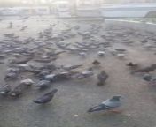 Video of a flock of pigeons giving some food