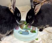 Easter appeal to find forever homes for rescue rabbits from dylan diya