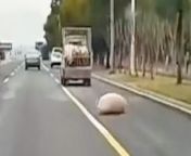 This is the dramatic moment a pig fell from a lorry - into live traffic. &#60;br/&#62;&#60;br/&#62;The animal fell on a busy road in Huangshan City in China&#39;s Anhui province.&#60;br/&#62;&#60;br/&#62;A video shows the live pig hanging out of a livestock truck before tumbling out into the busy road.