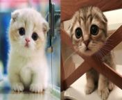 Funny & Cute Cat Video Of 2024 from kitten gaan
