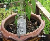Here are 38 creative ideas to reuse and recycle old plastic bottles. &#60;br/&#62;38 Plastic bottles life hacks